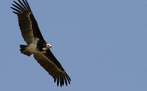 White-headed Vulture