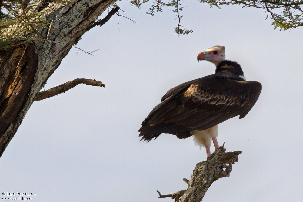 White-headed Vulture