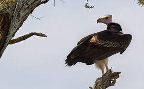 White-headed Vulture