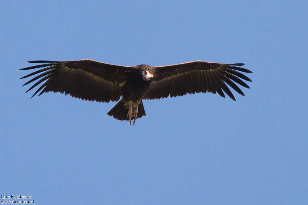 White-headed Vulturejuvenile, pigmentation, Flight