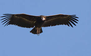 White-headed Vulture