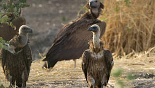 White-backed Vulture