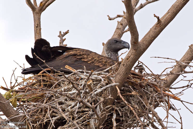 White-backed Vultureadult, Reproduction-nesting