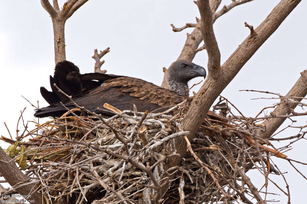 White-backed Vultureadult, Reproduction-nesting