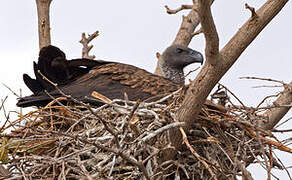 White-backed Vulture