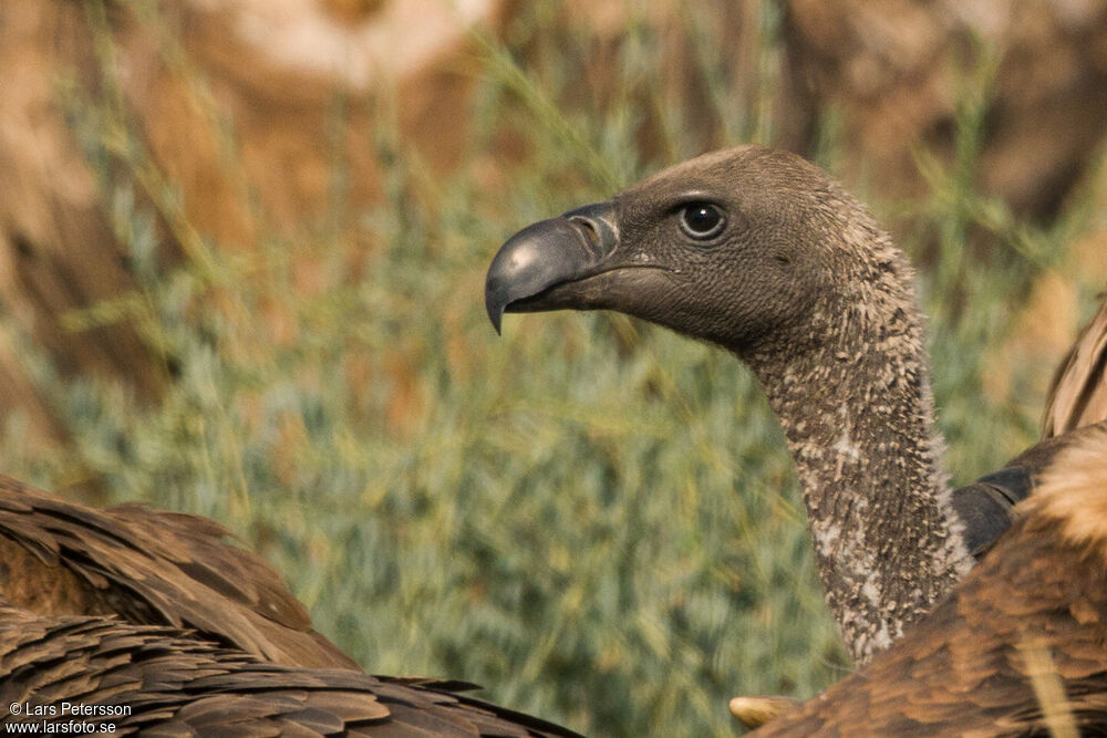 White-backed Vulture