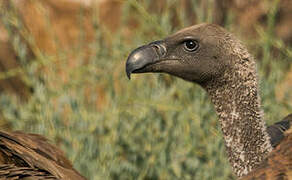 White-backed Vulture