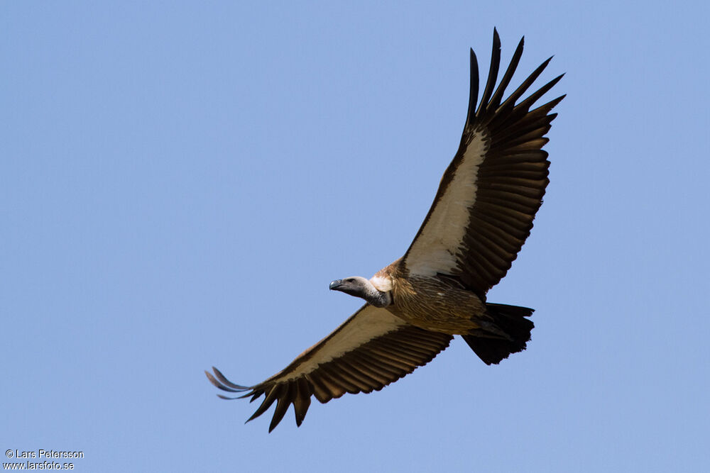 White-backed Vulture