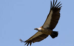 White-backed Vulture