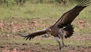 White-backed Vulture