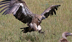 White-backed Vulture