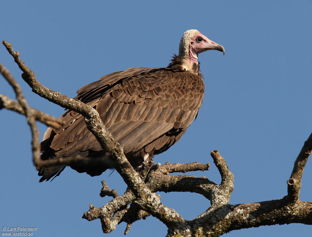 Vautour charognard