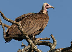 Hooded Vulture