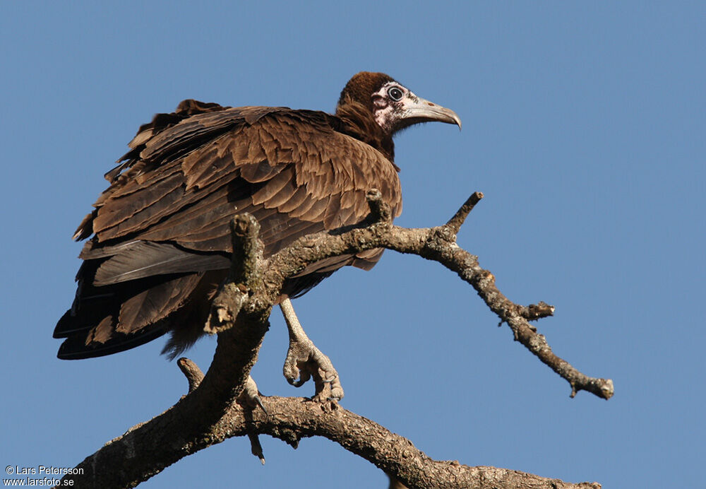 Hooded Vulture