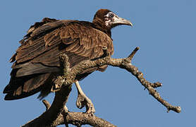 Hooded Vulture