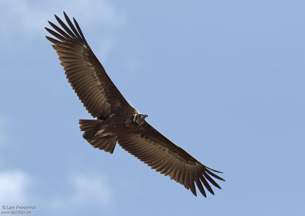 Hooded Vulture