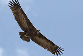 Hooded Vulture