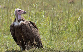 Hooded Vulture