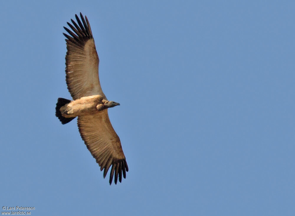 Vautour chassefiente