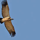 Vautour chassefiente