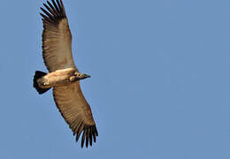 Cape Vulture