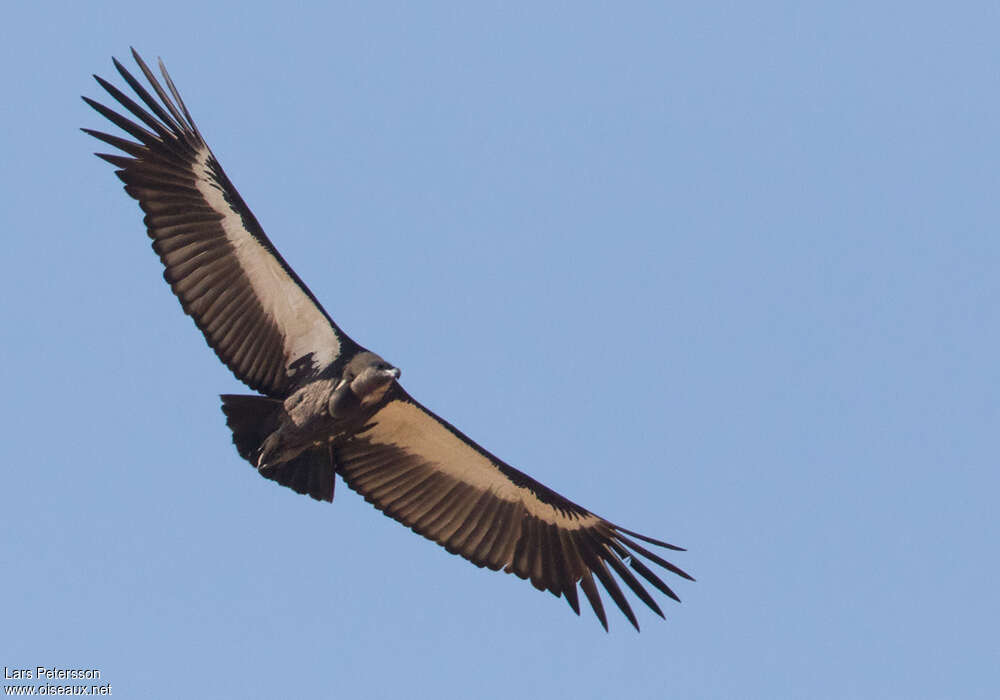 White-rumped Vultureadult, aspect, pigmentation, Flight