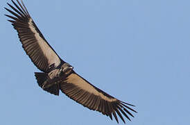 White-rumped Vulture