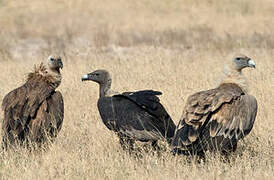 White-rumped Vulture