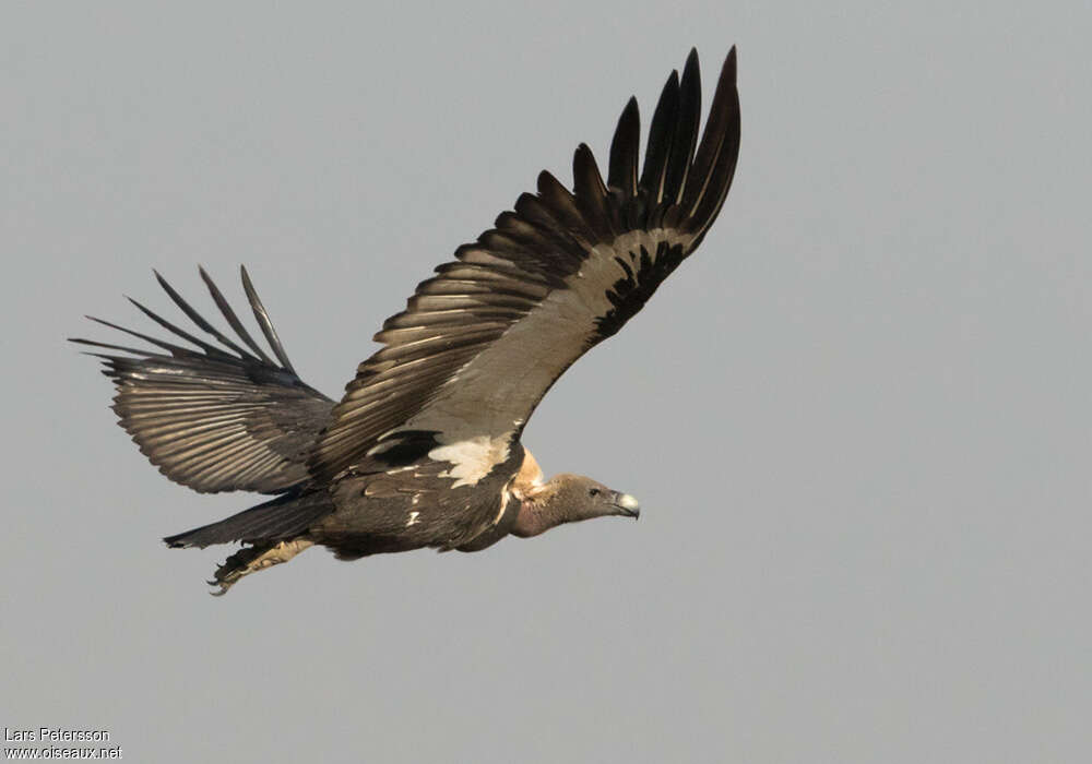 White-rumped Vultureadult, pigmentation, Flight