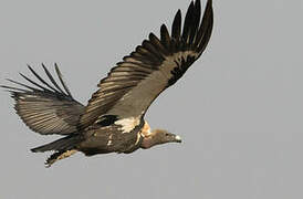 White-rumped Vulture