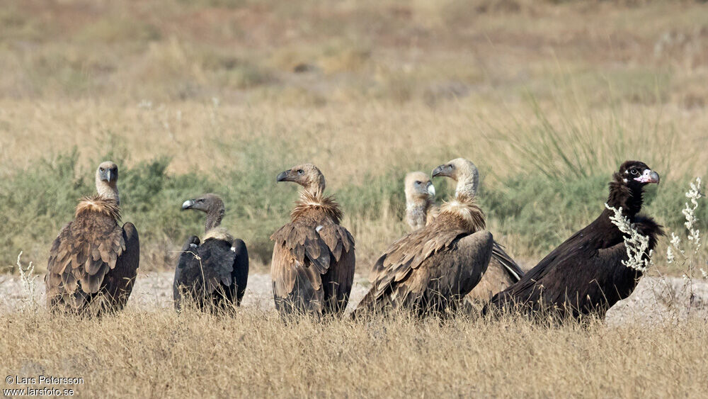 White-rumped Vulture