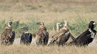 White-rumped Vulture