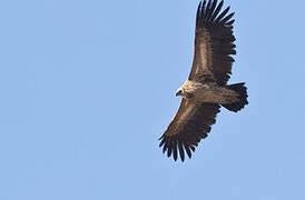 Himalayan Vulture