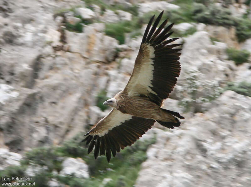 Himalayan Vulturesubadult, pigmentation, Flight