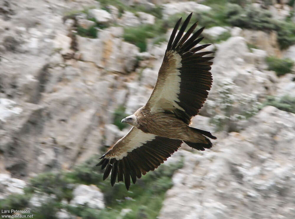 Himalayan Vulturesubadult, pigmentation, Flight