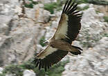 Vautour de l'Himalaya