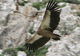 Himalayan Vulture