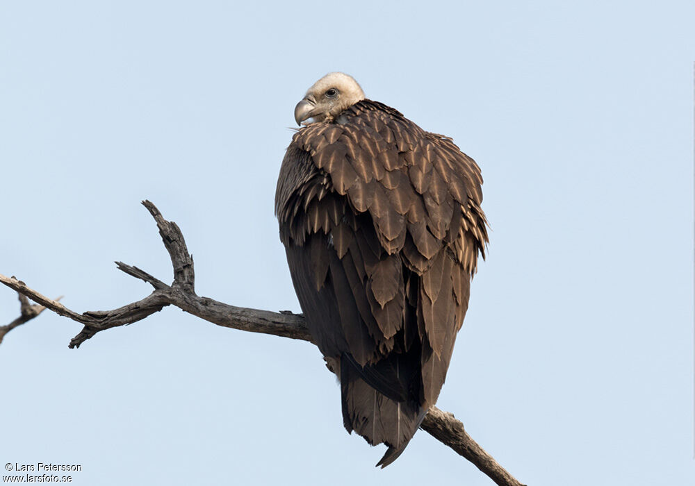 Himalayan Vulture