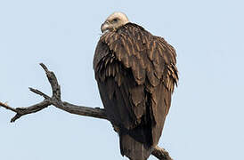 Himalayan Vulture