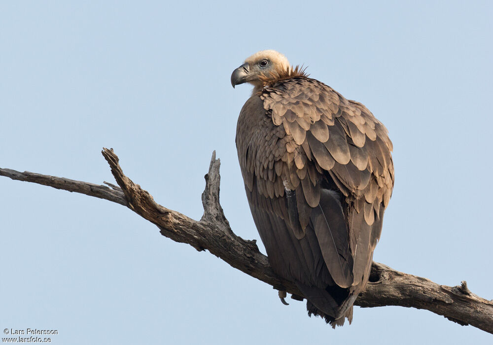 Himalayan Vulture