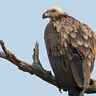 Vautour de l'Himalaya