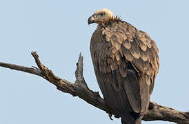 Himalayan Vulture