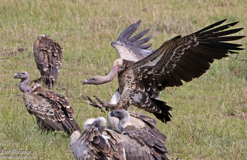 Rüppell's Vulture, pigmentation, Behaviour