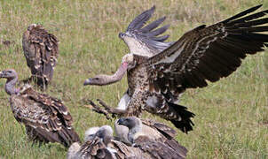 Rüppell's Vulture