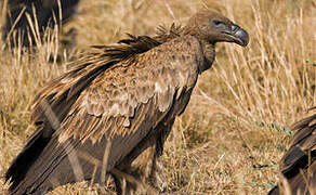 Rüppell's Vulture