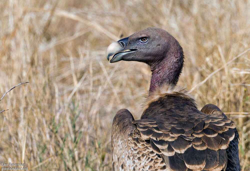 Rüppell's Vulturejuvenile, close-up portrait