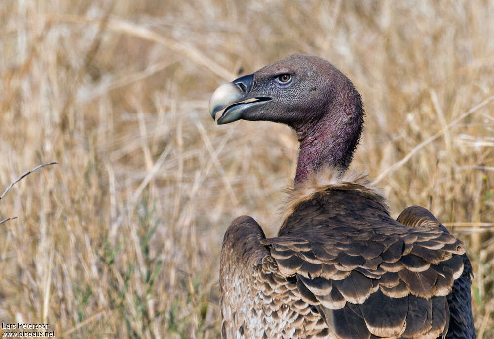 Rüppell's Vultureadult, close-up portrait