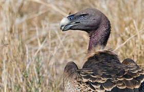 Rüppell's Vulture