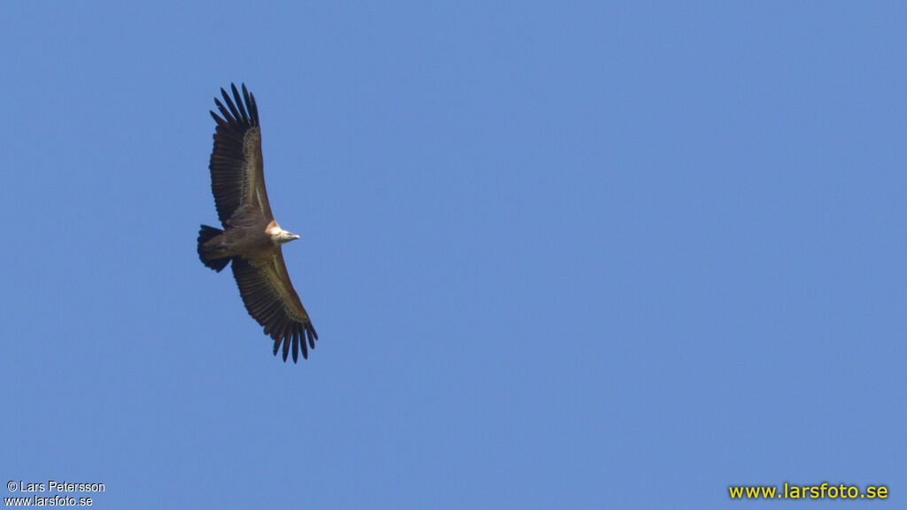 Griffon Vulture