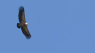 Griffon Vulture